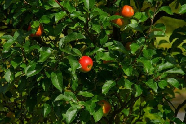 Fruit Orchard
