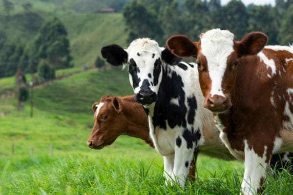 Goat Farming