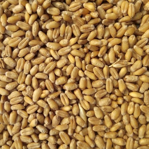 Organic Wheat