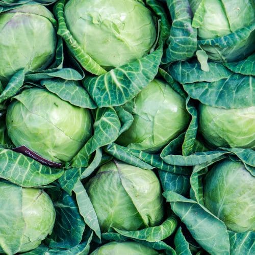 Organic Cabbage